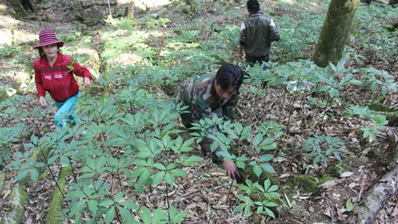 Mountainous district to host regular ginseng market