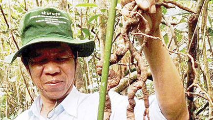 Precious ginseng found in Quang Nam