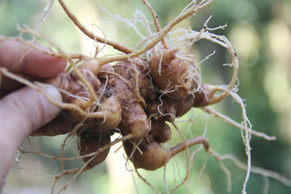 Promising root: Ngoc Linh ginseng harvested at a mountain farm in Nam Tra My District.