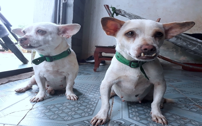 Chó là một trong những thú nuôi phổ biến tại các vùng nông thôn và nội thị của Cà Mau. Tuy nhiên, người dân ít khi rọ mõm, xích lại mà thả rông để thú nuôi đi lại tự do.