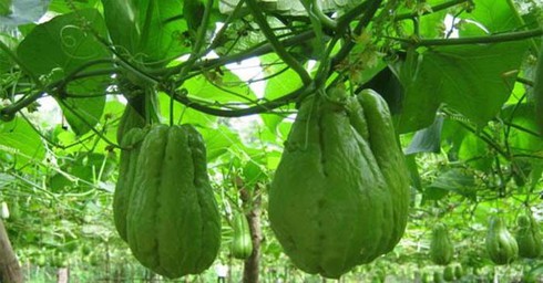 quả su su có nhiều tác dụng.