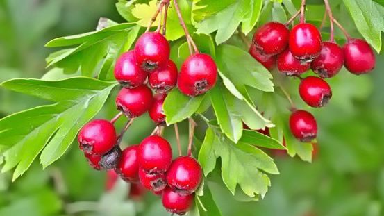Sơn tra: vị thuốc tiêu thực