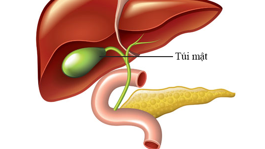 Vai trò của túi mật