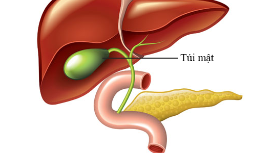 Vai trò của túi mật 