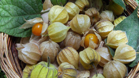 Tầm bóp – Chống viêm, giảm đau