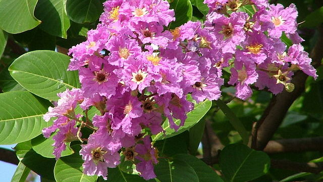Lagerstroemia's medicinal value