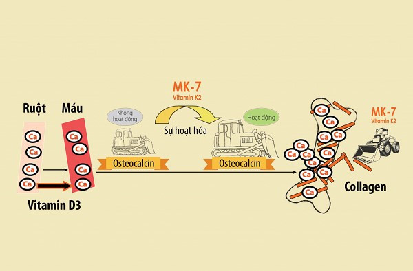Vitamin D3 và MK7 là những chất đồng dẫn giúp vận chuyển canxi vào xương.