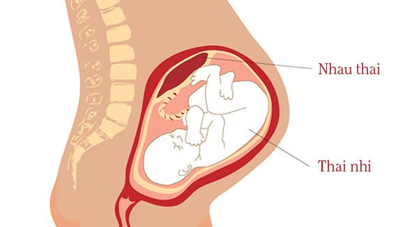 BẠN BIẾT GÌ VỀ PLACENTA – NHAU THAI?