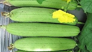 Món ăn bài thuốc từ quả mướp