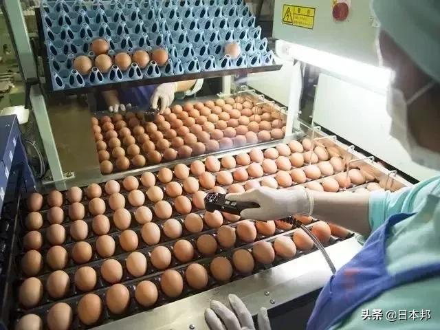 Tại sao người Nhật lại thoải mái ăn trứng sống dù có thể gây ngộ độc, tử vong?