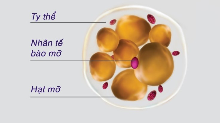 Lý thuyết mỡ trắng, mỡ nâu mở ra hy vọng trong giảm cân