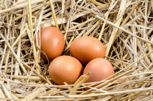 Mỗi ngày ăn một quả trứng gà sẽ giảm rụng tóc