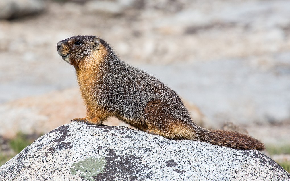 Sóc đất bị nghi ngờ là vât chủ trung gian truyền bệnh dịch hạch tại Trung Quốc. Ảnh: Yosemite National Park