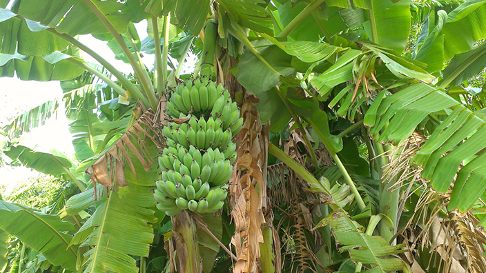 Chuối - cây thuốc đa năng