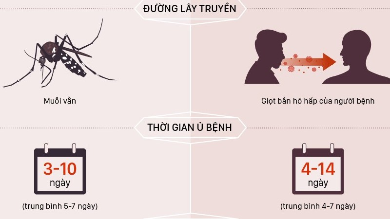 Phân biệt triệu chứng Covid-19 và sốt xuất huyết