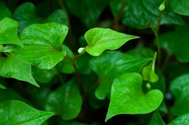 Lá diếp cá, món ăn vị thuốc chữa đau họng, viêm họng, thanh mát cơ thể. Ảnh: Global Food