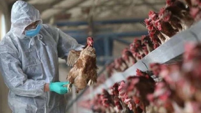 Việt Nam cảnh giác virus H5N8 lây sang người