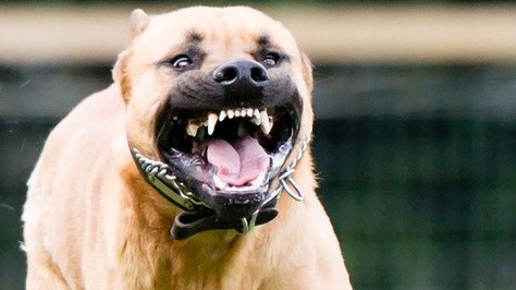 Đi uống cà phê, người đàn ông bị chó pitbull cắn chết