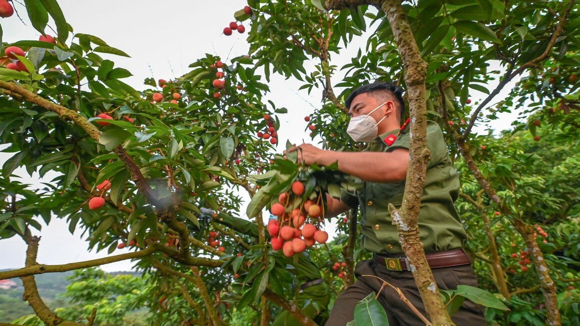 Covid-19 hotspot lacks people to pluck lychees