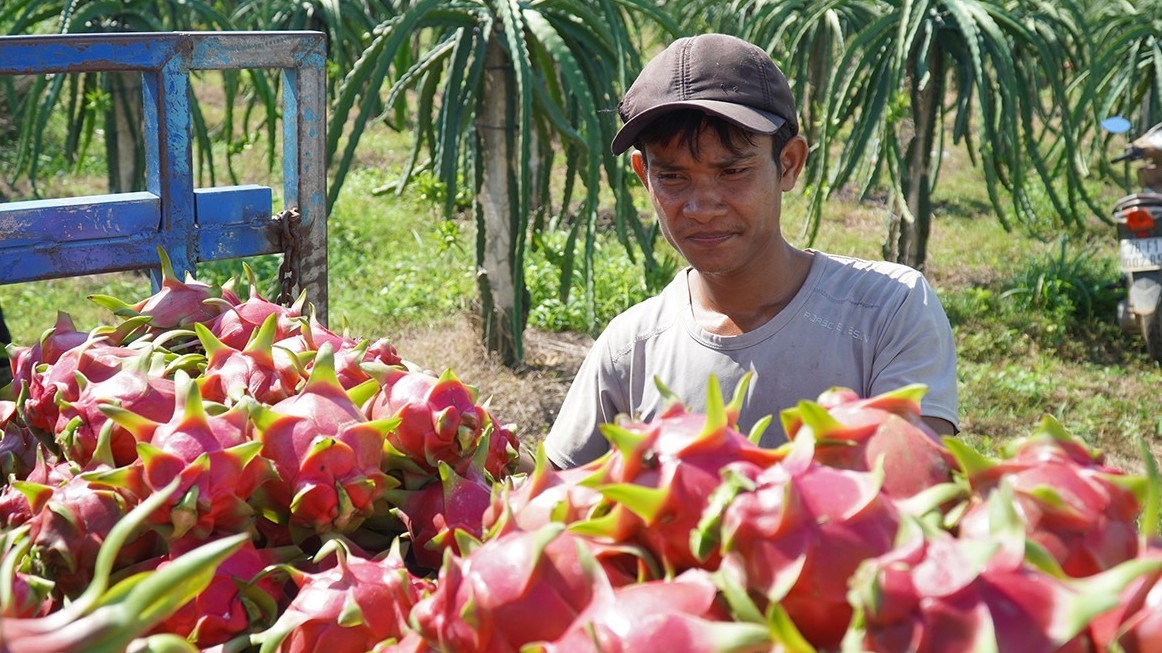 Fruit exports to China face competition from neighbors