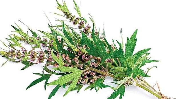 ÍCH MẪU THẢO – Một số phát hiện, ứng dụng mới