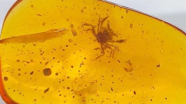 Tìm thấy hóa thạch cua trong hổ phách từ thời khủng long