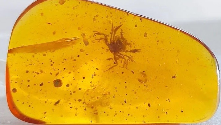 T&igrave;m thấy h&oacute;a thạch cua trong hổ ph&aacute;ch từ thời khủng long