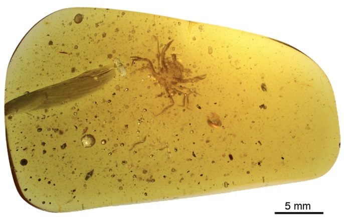 T&igrave;m thấy h&oacute;a thạch cua trong hổ ph&aacute;ch từ thời khủng long