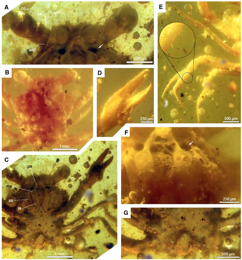 T&igrave;m thấy h&oacute;a thạch cua trong hổ ph&aacute;ch từ thời khủng long