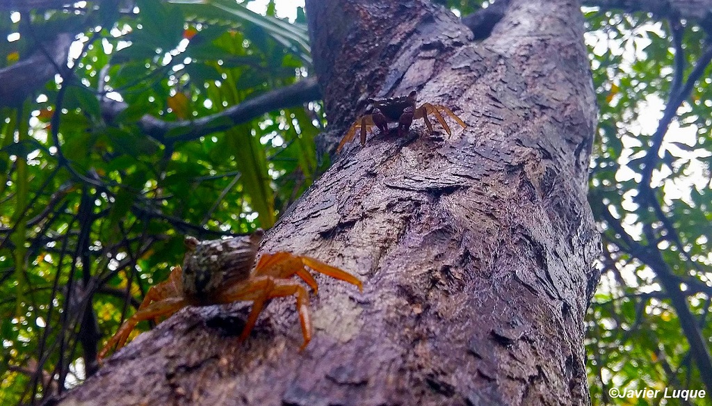 T&igrave;m thấy h&oacute;a thạch cua trong hổ ph&aacute;ch từ thời khủng long