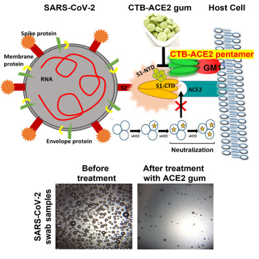 Kẹo cao su làm giảm virus SARS-CoV-2 trong nước bọt Kẹo cao su làm giảm virus SARS-CoV-2 trong nước bọt