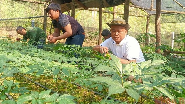 Sơn La trồng thành công “quốc bảo” sâm Ngọc Linh