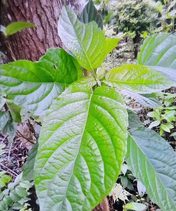 Hình ảnh lá du mại. (Ảnh: Bác sĩ cung cấp)