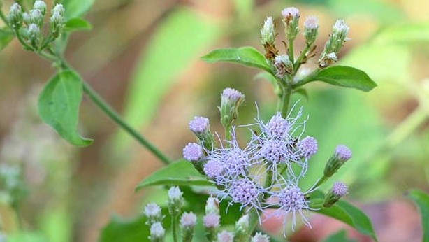 Cỏ lào, loài cây mọc dại có tác dụng kháng viêm tuyệt vời