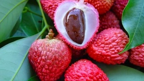 Tác dụng của hạt quả vải với người bệnh tiểu đường