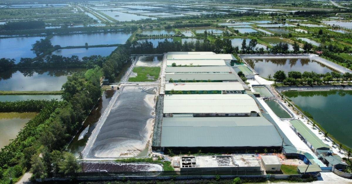 Toàn cảnh trại lợn của Công ty TNHH Trường Thịnh trên địa bàn thôn Lộc Ninh gây ô nhiễm môi trường
