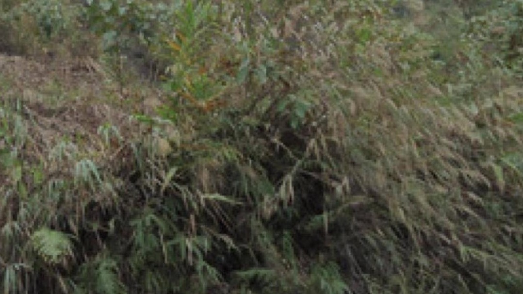Đi rừng bắt ong, tá hỏa phát hiện thi thể phân hủy trong bụi cây