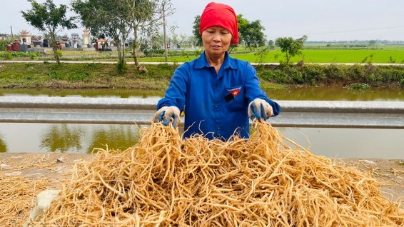 Cây Ngưu Tất loại cây thảo dược có nhiều tác dụng mà ít người biết đến