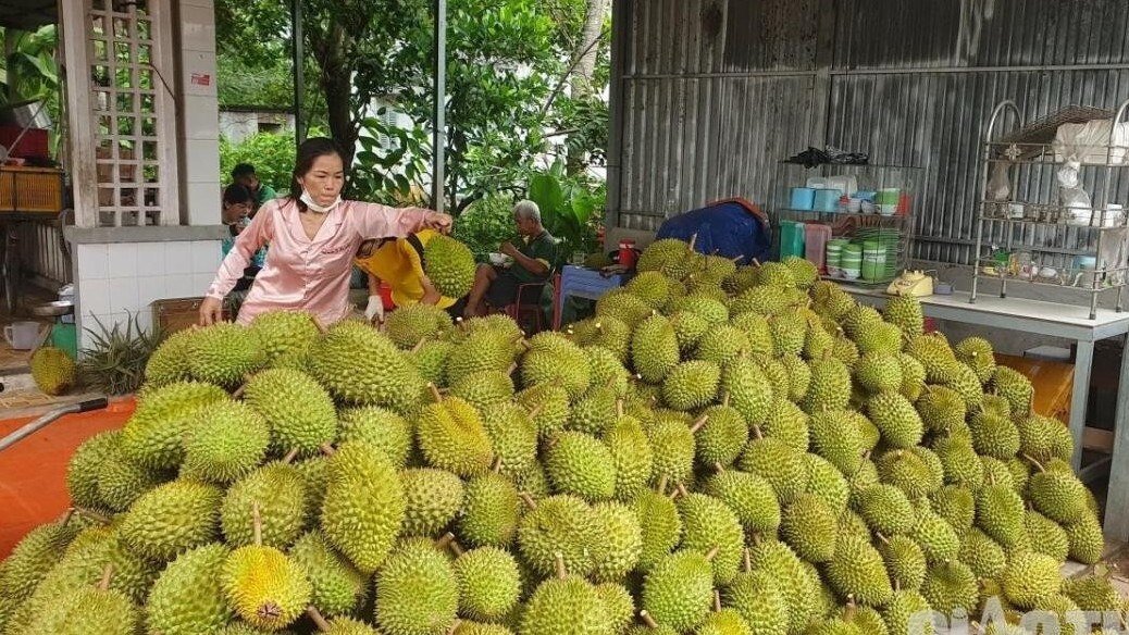 Chuyên gia nói về việc cho sầu riêng “tắm” nước tăng lực để trái chín đều