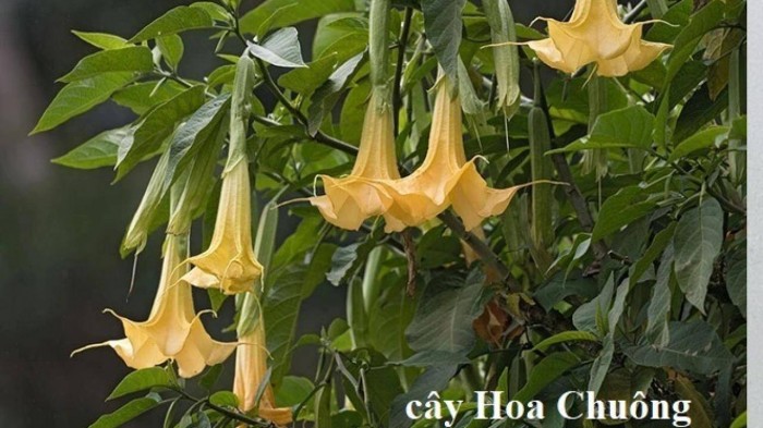 Cây hoa chuông.