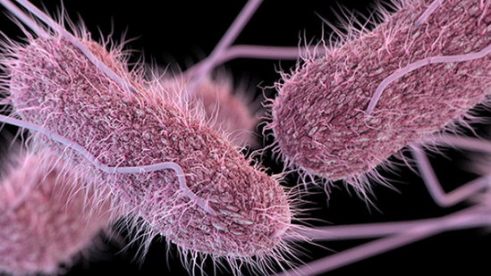 Phát hiện vi khuẩn Salmonella trong bệnh phẩm của trẻ ngộ độc sau tiệc trung thu