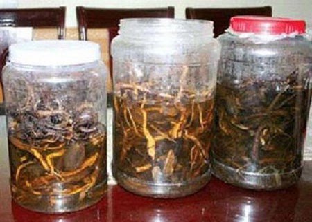 Bắc Giang: Uống rượu ngâm cây rừng, 2 người chết, 1 người nguy kịch