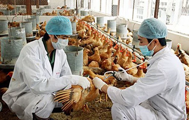 Nha Trang: Một sinh viên nhiễm cúm gia cầm A/H5, gần trăm người phải xét nghiệm