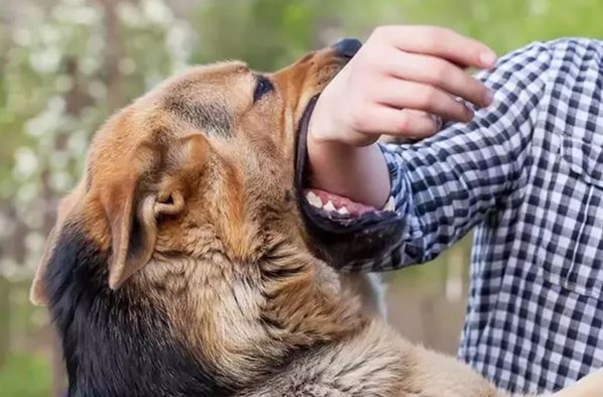 Chó dại cắn nhiều người ở Sóc Sơn, Việt Phủ Thành Chương đóng cửa 15 ngày phòng chống dịch