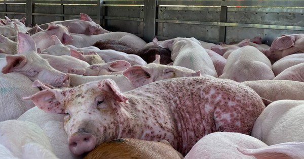 Chuyên gia cảnh báo độc tố có thể tồn tại trong thịt hộp chế biến từ lợn nhiễm bệnh