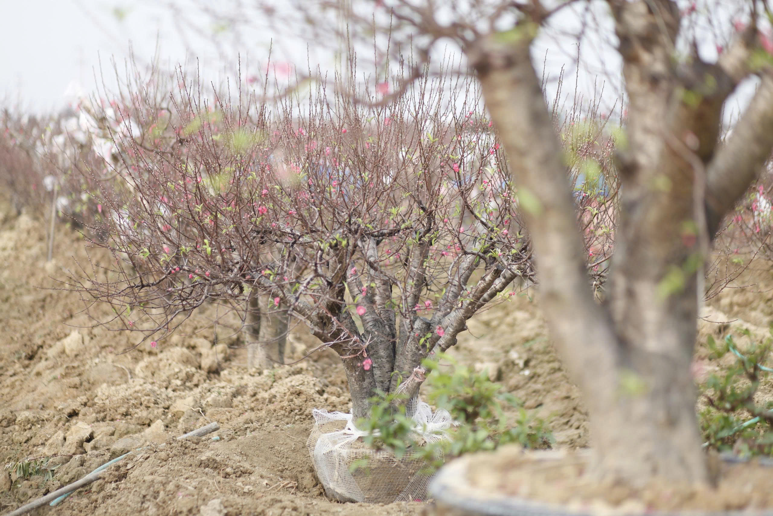 "Làng đào Nhật Tân trên đất Kinh Bắc" nhộn nhịp vào vụ Tết